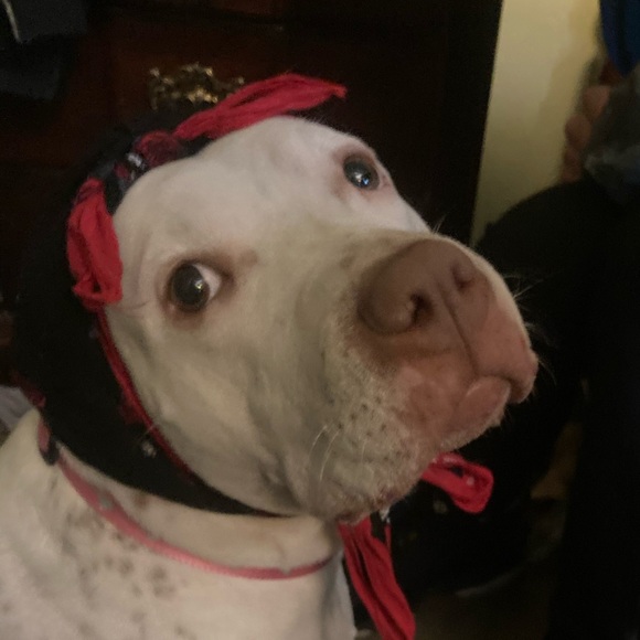 Meet your Posher, Izaiah - Picture 1 of 1